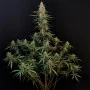 Насіння конопель Original SOUR DIESEL Auto від Fast Buds