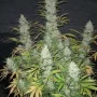 Cannabis seeds TANGIE Auto from Fast Buds