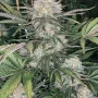 Семена конопли Original AUTO BUBBLEGUM от Fast Buds