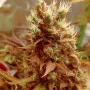 Сорт насіння канабісу Kali Mist