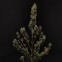Насіння конопель Original AUTO CHEMDAWG від Fast Buds