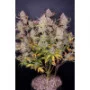 Насіння конопель PURPLE PUNCH Auto від Fast Buds