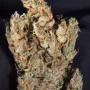 Cannabis seed variety Auto Mango Feminised Silver