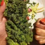 Насіння конопель Original AUTO NORTHERN LIGHTS від Fast Buds