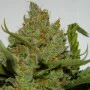 Насіння конопель GREEN CRACK Auto від Fast Buds