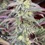 Насіння конопель PAPAYA SHERBET ™ від Fast Buds