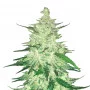 Cannabis seeds CBD Auto 1:1 (CBD CRACK) from Fast Buds