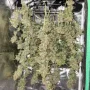Cannabis seeds TROPICANA Cookies Auto from Fast Buds