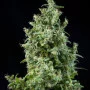 Cannabis seed variety White Bhutanese