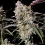 Cannabis seeds GORILLA Z Auto (GORILLA Zkittlez Auto) from Fast Buds