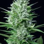 Насіння конопель  Original WHITE WIDOW Auto від Fast Buds