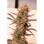 Cannabis seed variety Auto Euforia Feminised Silver
