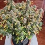 Cannabis seeds Original AUTO OG KUSH from Fast Buds