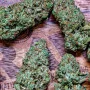 Семена конопли GORILLA MELON ™ от Fast Buds