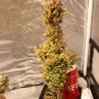 Насіння конопель Original AMNESIA HAZE Auto від Fast Buds