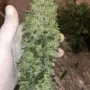 Семена конопли ORANGE SHERBET Auto от Fast Buds