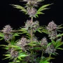Насіння конопель PURPLE PUNCH Auto від Fast Buds