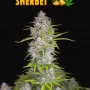 Семена конопли ORANGE SHERBET Auto от Fast Buds