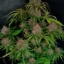 Семена конопли GORILLA PUNCH Auto от Fast Buds