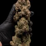 Семена конопли LEMON Cherry COOKIES Auto от Fast Buds