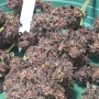 Насіння конопель PURPLE HAZE Auto™ від Fast Buds