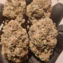 Насіння конопель PAPAYA SHERBET ™ від Fast Buds