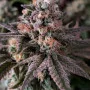 Насіння конопель RAINBOW MELON ™ від Fast Buds