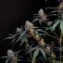 Семена конопли Original AUTO BUBBLEGUM от Fast Buds
