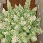 Cannabis seeds Original AUTO CRITICAL from Fast Buds