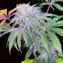 Насіння конопель LEMON MANDARIN ™ від Fast Buds