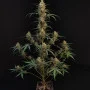 Насіння конопель Original AUTO CHEMDAWG від Fast Buds
