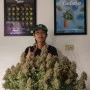 Cannabis seeds Wedding GLUE Auto from Fast Buds