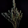 Насіння конопель Original SOUR DIESEL Auto від Fast Buds