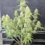 Cannabis seeds Z-Up Auto™ from Fast Buds