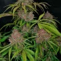 Семена конопли GORILLA PUNCH Auto от Fast Buds