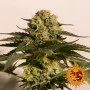 Cannabis seeds CBD CRITICAL CURE from Barney's Farm