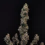 Насіння конопель Original AUTO CHEMDAWG від Fast Buds