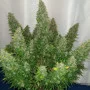 Семена конопли Original AUTO SOUR DIESEL от Fast Buds