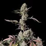 Cannabis seeds GORILLA Z Auto (GORILLA Zkittlez Auto) from Fast Buds
