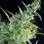 Cannabis seed variety White Bhutanese