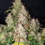Насіння конопель Original AUTO SKUNK від Fast Buds