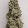 Cannabis seeds SOUR JEALOUSY Auto™ from Fast Buds