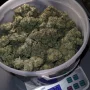 Семена конопли GORILLA MELON ™ от Fast Buds
