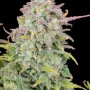 Семена конопли Original TRAINWRECK Auto от Fast Buds