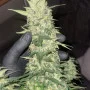 Семена конопли Original AUTO MOBY DICK от Fast Buds