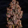 Cannabis seeds CRYSTAL METH Auto from Fast Buds
