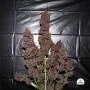 Насіння конопель C4 Auto від Fast Buds