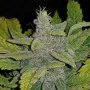 Cannabis seeds CBD Auto 1:1 (CBD CRACK) from Fast Buds