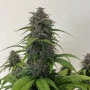 Насіння конопель PURPLE HAZE Auto™ від Fast Buds