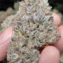 Насіння конопель TROPICANA Cookies FF від Fast Buds